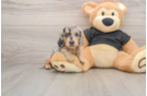 Dachshund Puppy for Adoption