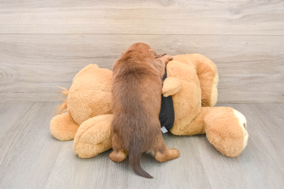 Cute Dachshund Baby