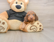 5 week old Dachshund Puppy For Sale - Florida Fur Babies