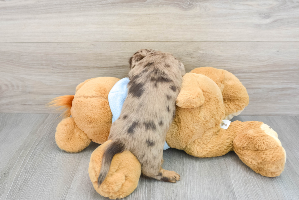 Cute Dachshund Purebred Pup