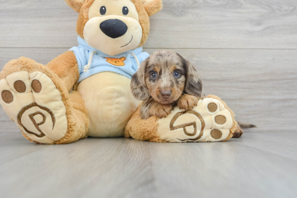 Dachshund Puppy for Adoption