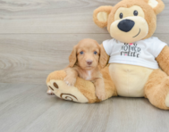 5 week old Dachshund Puppy For Sale - Florida Fur Babies