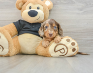 5 week old Dachshund Puppy For Sale - Florida Fur Babies