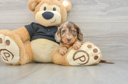 Cute Dachshund Baby