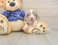 5 week old Dachshund Puppy For Sale - Florida Fur Babies