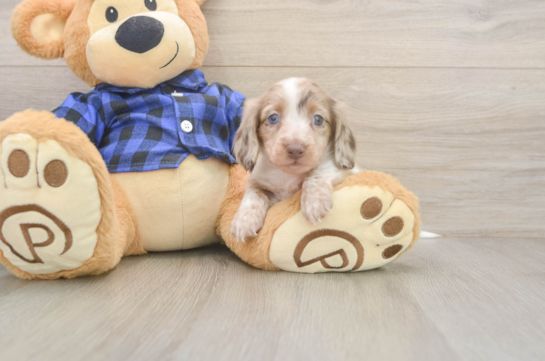 Cute Dachshund Baby