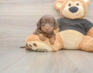 6 week old Dachshund Puppy For Sale - Florida Fur Babies