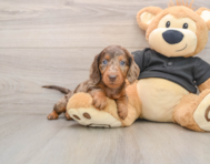 5 week old Dachshund Puppy For Sale - Florida Fur Babies