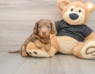 5 week old Dachshund Puppy For Sale - Florida Fur Babies