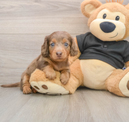 7 week old Dachshund Puppy For Sale - Florida Fur Babies