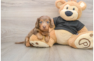 Cute Dachshund Purebred Pup