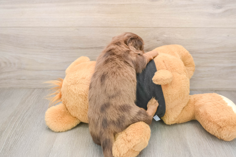Best Dachshund Baby