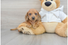 Cute Dachshund Purebred Pup