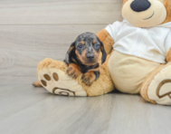 6 week old Dachshund Puppy For Sale - Florida Fur Babies