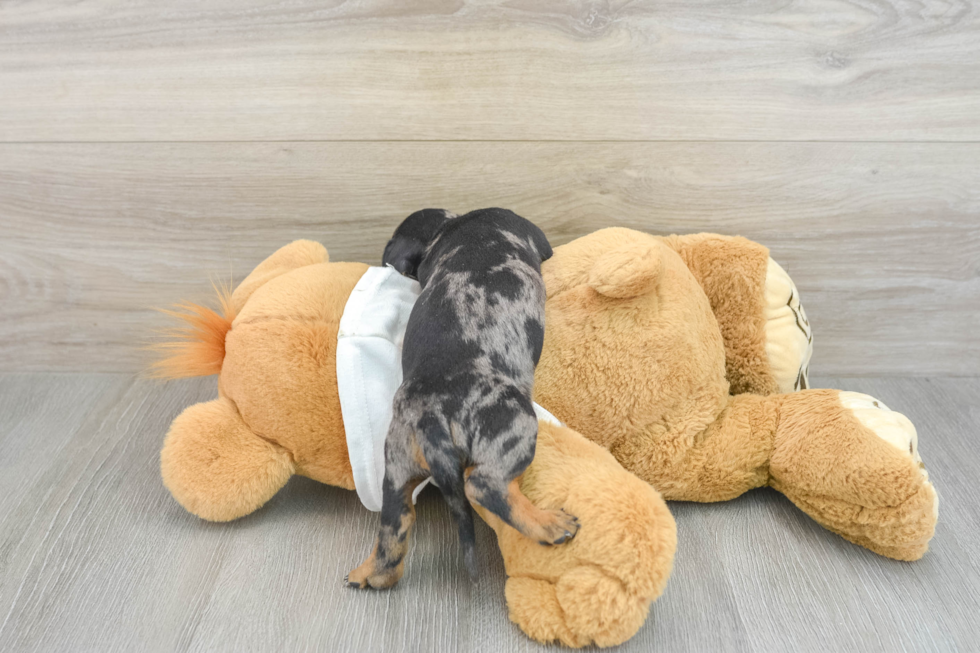 Best Dachshund Baby