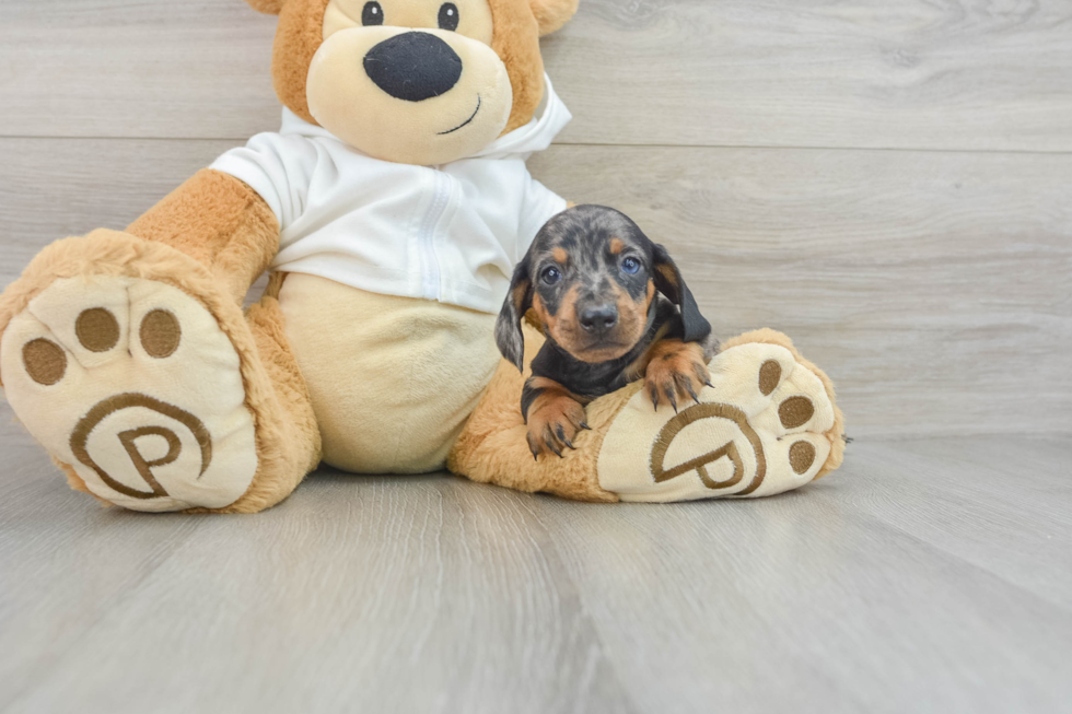 Cute Dachshund Baby