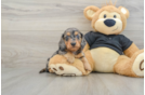 Dachshund Puppy for Adoption