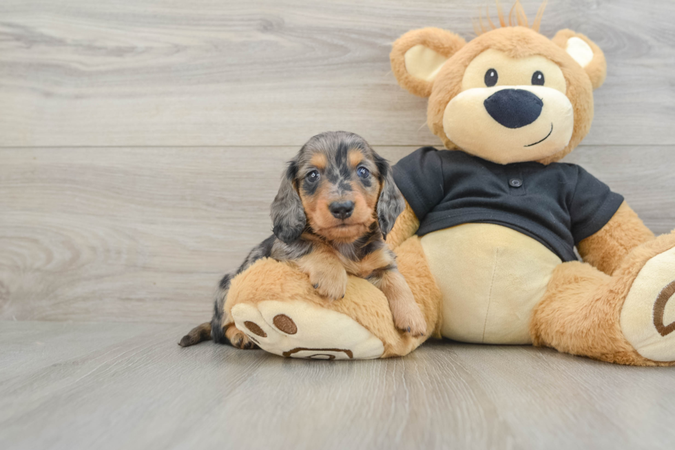 Dachshund Puppy for Adoption