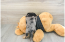 Best Dachshund Baby