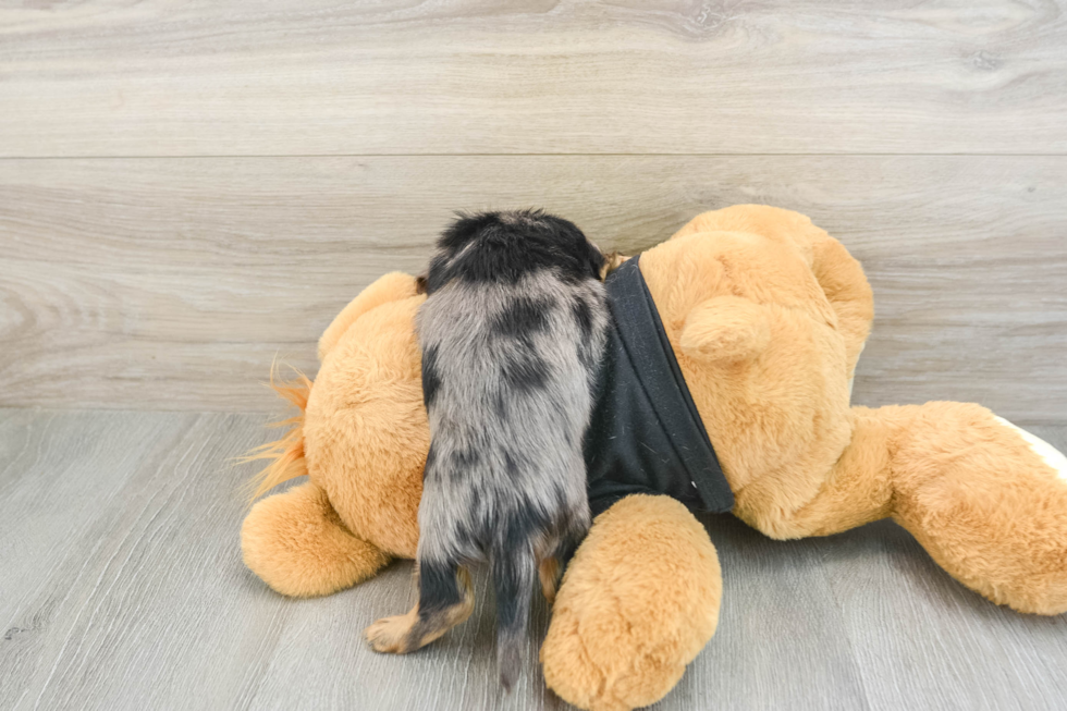 Best Dachshund Baby