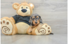 Best Dachshund Baby