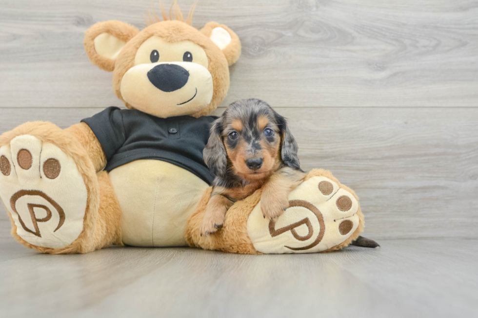 Best Dachshund Baby