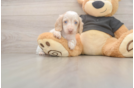 Cute Dachshund Baby