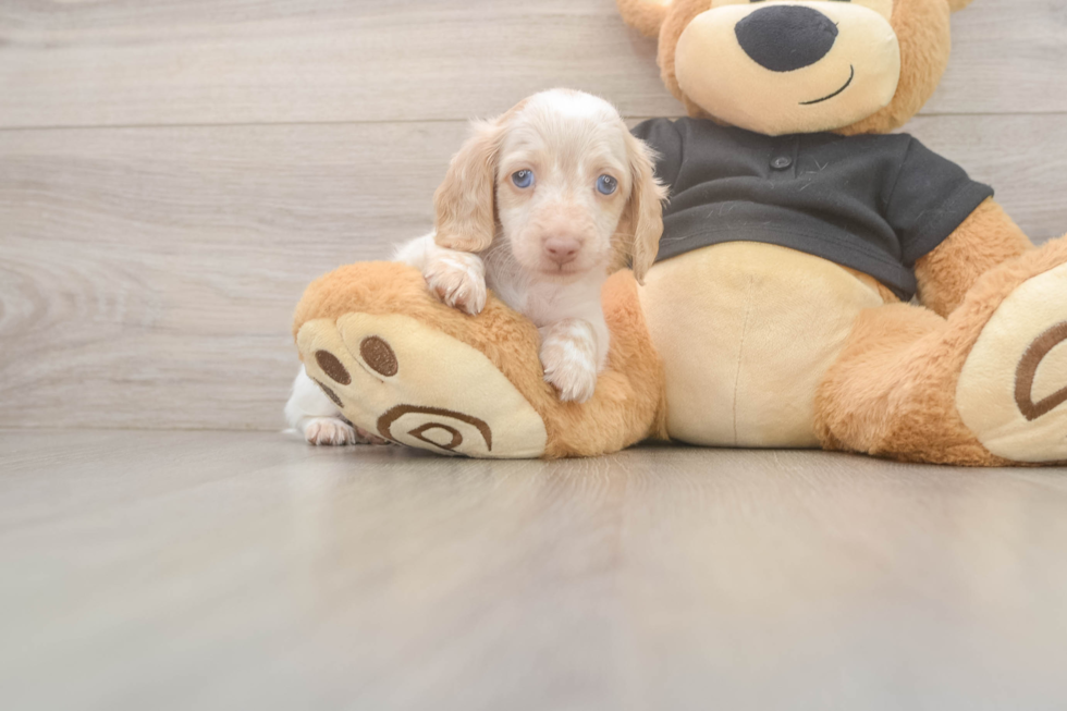Cute Dachshund Baby