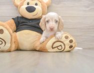5 week old Dachshund Puppy For Sale - Florida Fur Babies