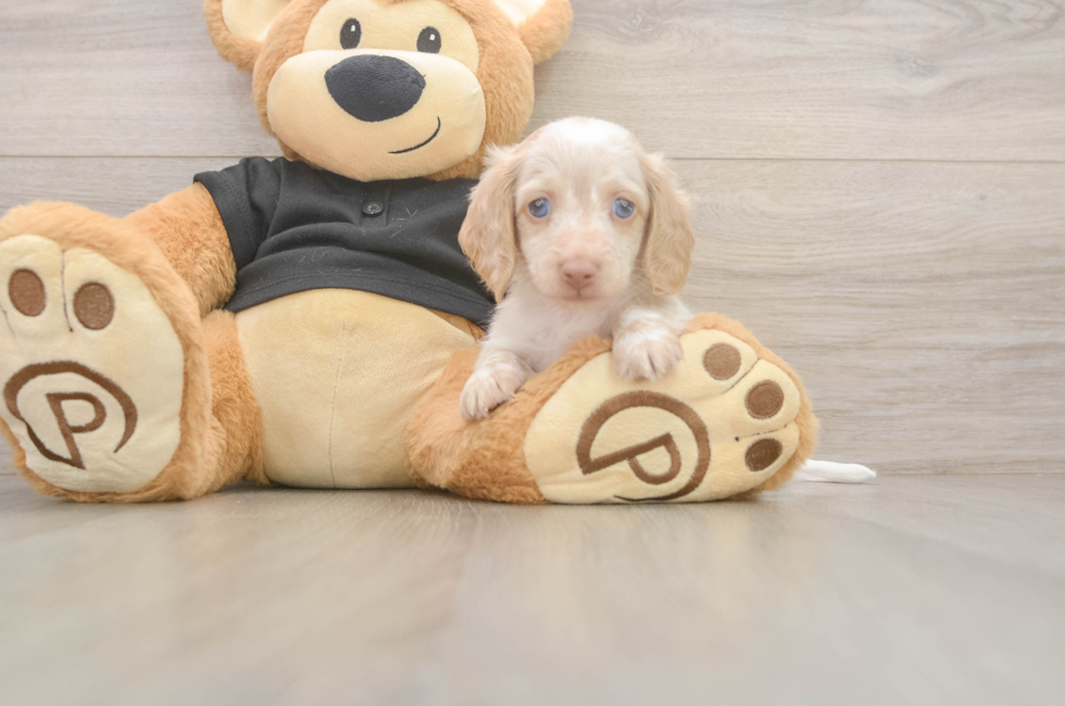 5 week old Dachshund Puppy For Sale - Florida Fur Babies