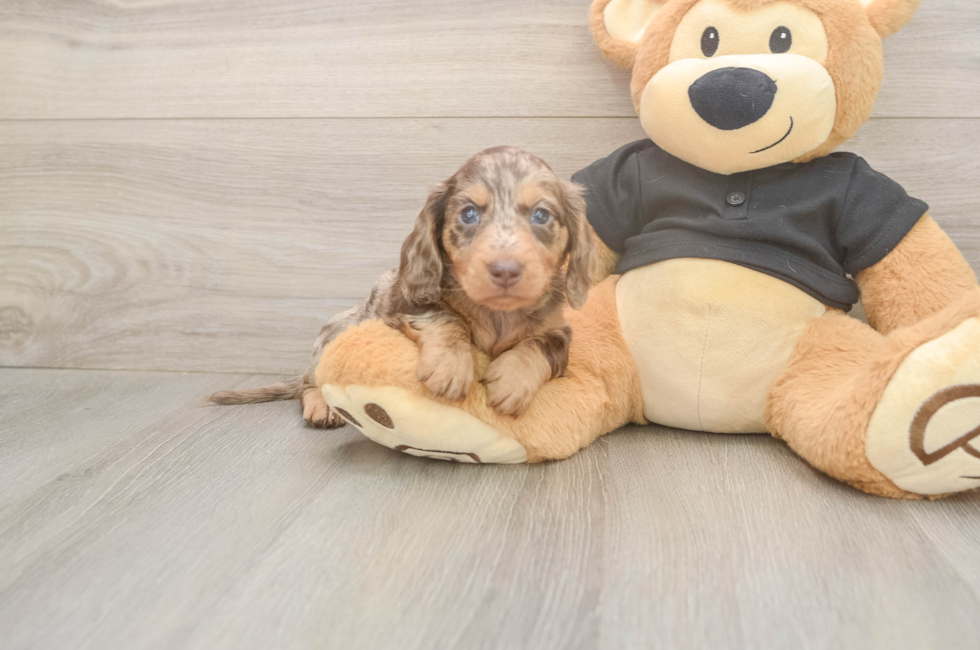 5 week old Dachshund Puppy For Sale - Florida Fur Babies