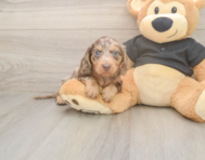 5 week old Dachshund Puppy For Sale - Florida Fur Babies 5 week old Dachshund Puppy For Sale - Florida Fur Babies