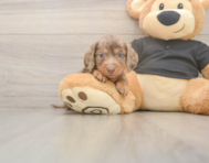 6 week old Dachshund Puppy For Sale - Florida Fur Babies