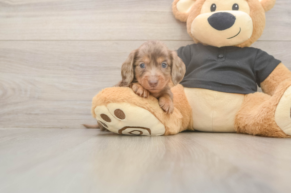 5 week old Dachshund Puppy For Sale - Florida Fur Babies