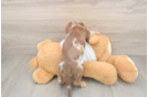 Cute Doxie Purebred Puppy