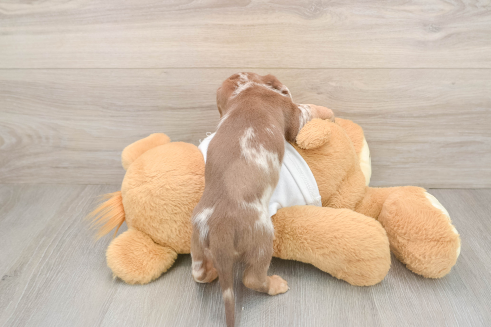Cute Doxie Purebred Puppy