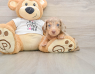 5 week old Dachshund Puppy For Sale - Florida Fur Babies
