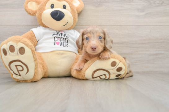 Cute Dachshund Baby