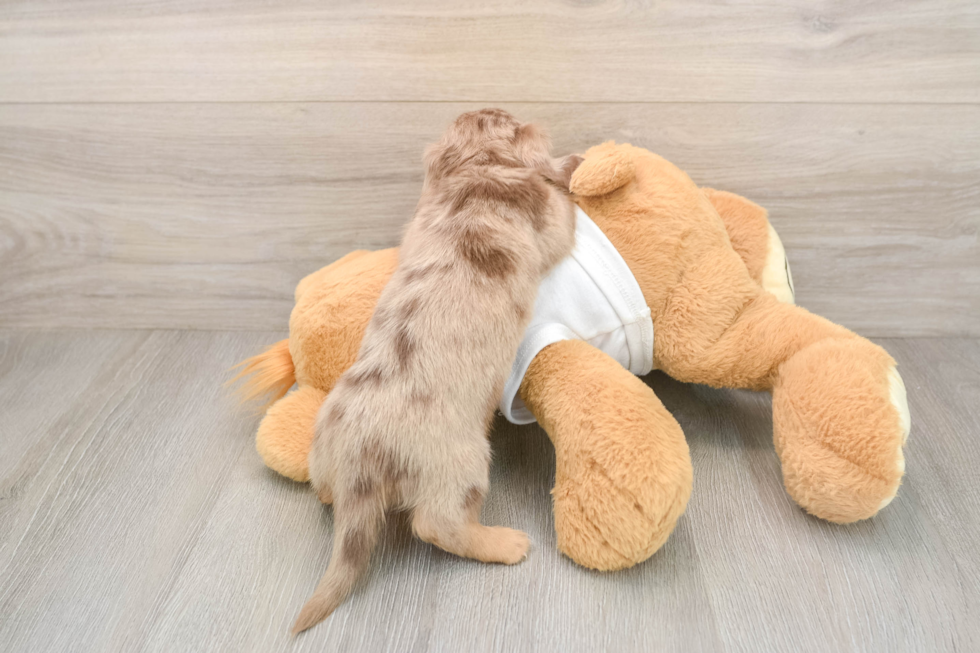 Cute Dachshund Purebred Pup