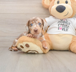 5 week old Dachshund Puppy For Sale - Florida Fur Babies