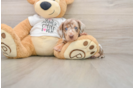 Best Dachshund Baby
