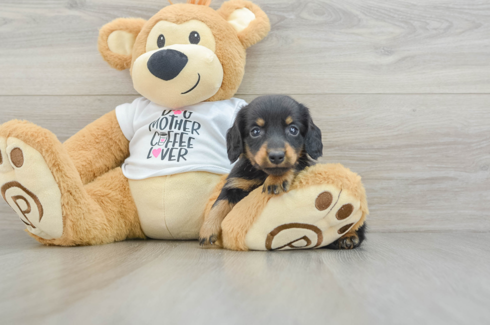 6 week old Dachshund Puppy For Sale - Florida Fur Babies