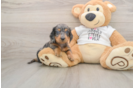 Best Dachshund Baby
