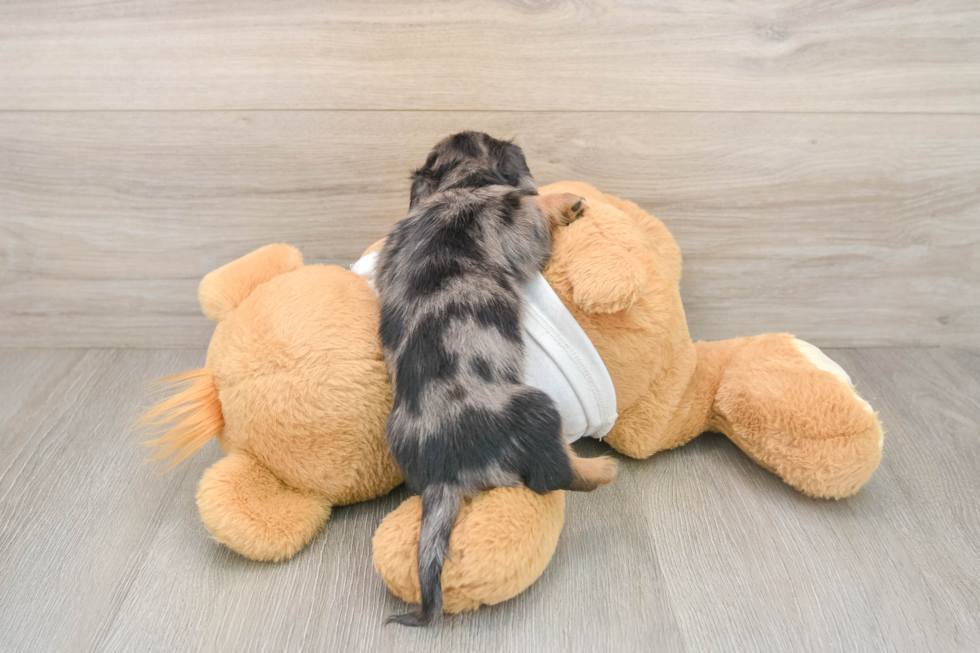 Dachshund Puppy for Adoption