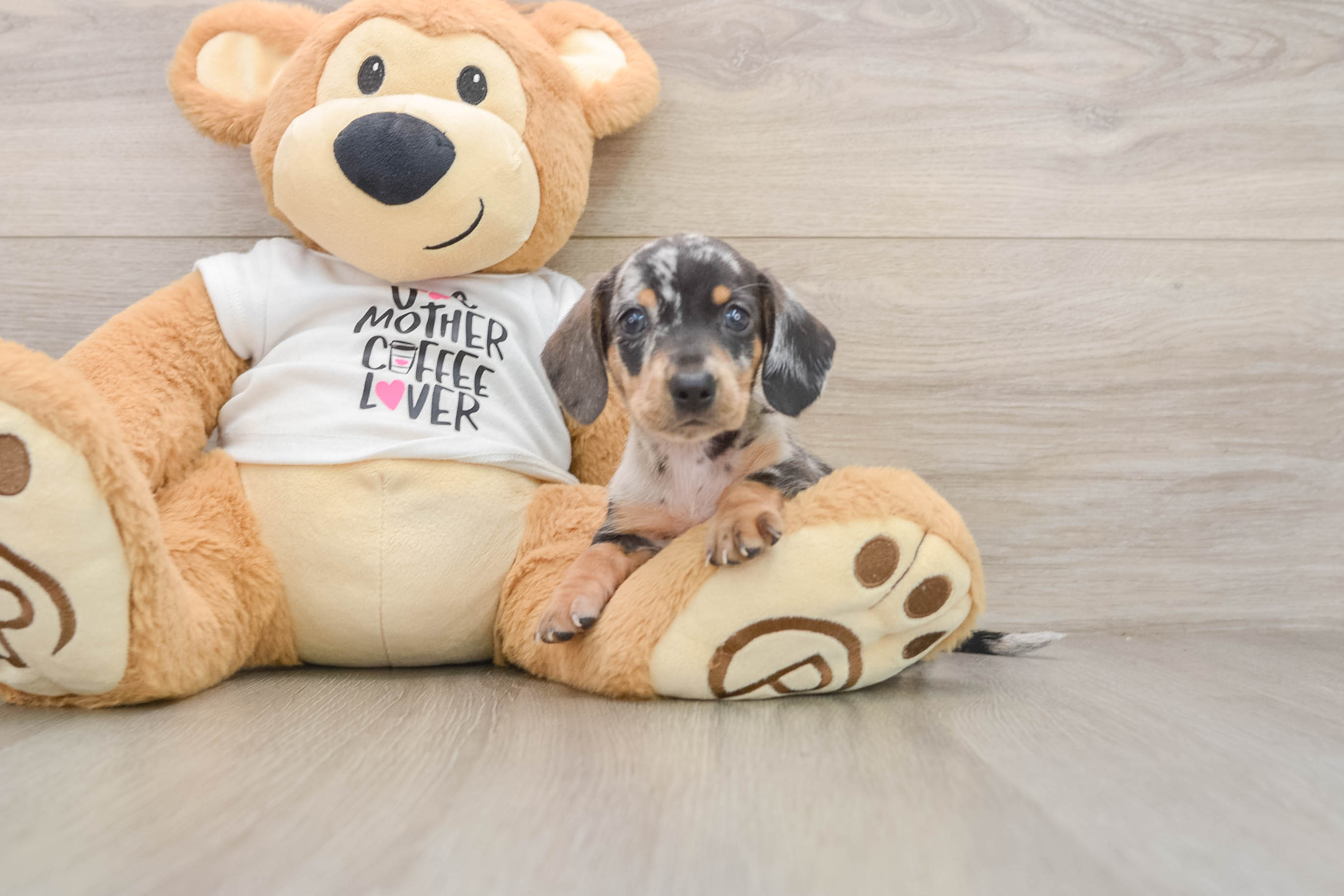 Cute Dachshund Baby