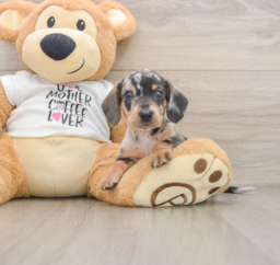 5 week old Dachshund Puppy For Sale - Florida Fur Babies