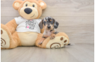 Cute Dachshund Baby