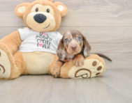 6 week old Dachshund Puppy For Sale - Florida Fur Babies