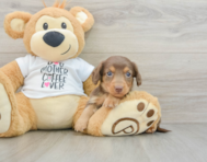 8 week old Dachshund Puppy For Sale - Florida Fur Babies