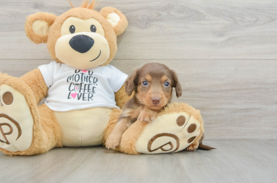 Cute Dachshund Baby